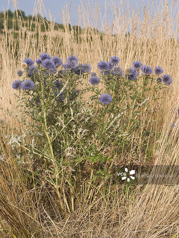 法国拉尔扎克盛开的蓝刺头图片素材