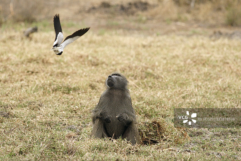 克鲁格国家公园里被黑背麦鸡攻击的豚尾狒狒图片素材