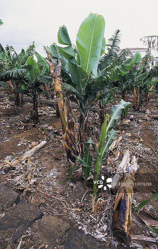 戈梅拉岛香蕉种植园收成图片素材