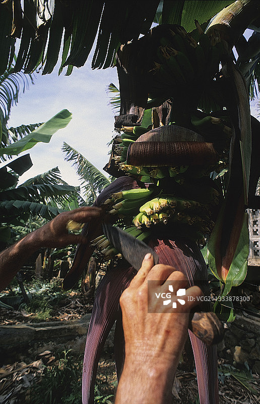 在拉戈梅拉岛去除香蕉花的花蕊图片素材