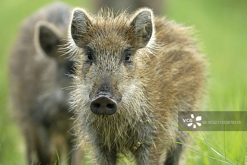 惊讶的小野猪图片素材
