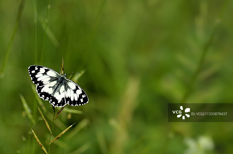 法国科雷兹的禾本科植物上的大理石纹白蝶图片素材