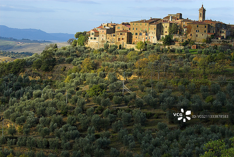 意大利托斯卡纳卡斯泰尔穆佐山丘上的橄榄树林图片素材