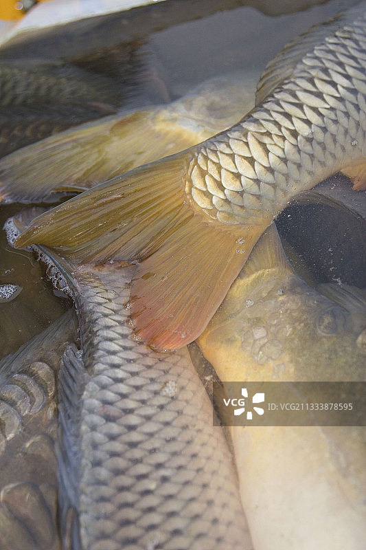 Fourchu池塘排水图片素材