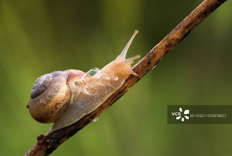蜗牛在德国弗兰肯尼亚的茎上爬行图片素材