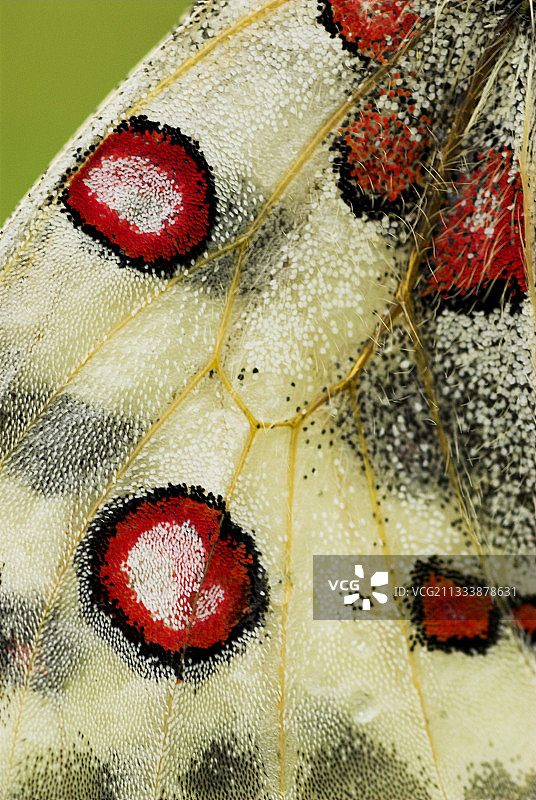 德国弗兰肯汝拉山阿波罗之翼细节图片素材