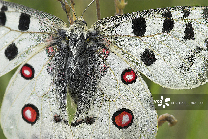 德国弗兰肯侏罗纪的阿波罗翅膀细节图片素材