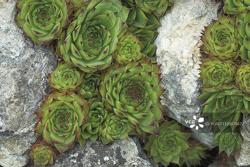 生长在法国埃克兰国家公园岩石上的瓦松图片素材