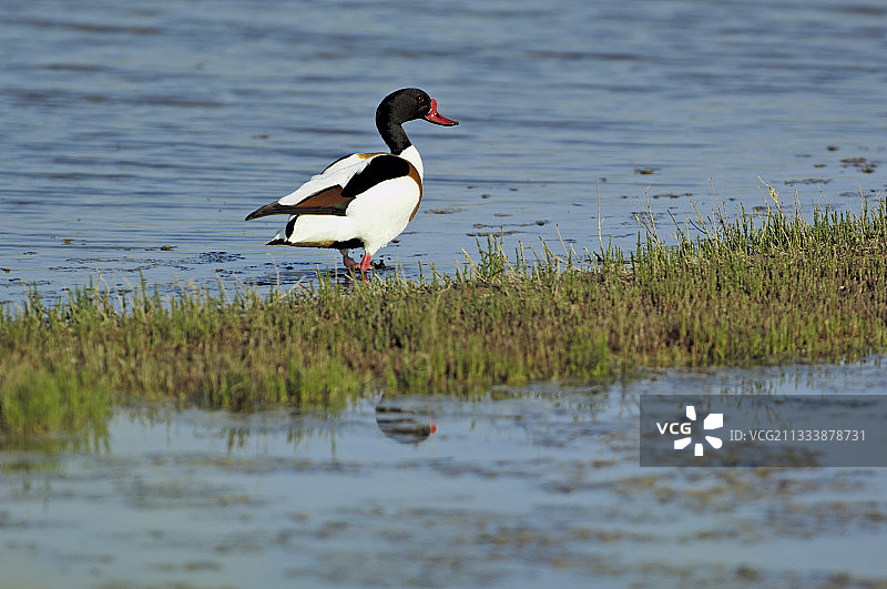 池塘里的雄性普通赤麻鸭，法国雷岛图片素材