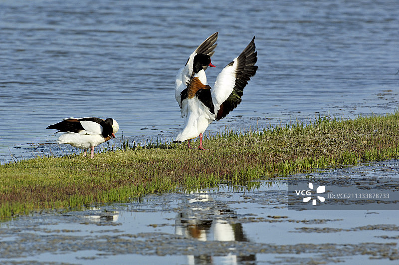 法国雷岛池塘上的一对普通翘鼻麻鸭图片素材