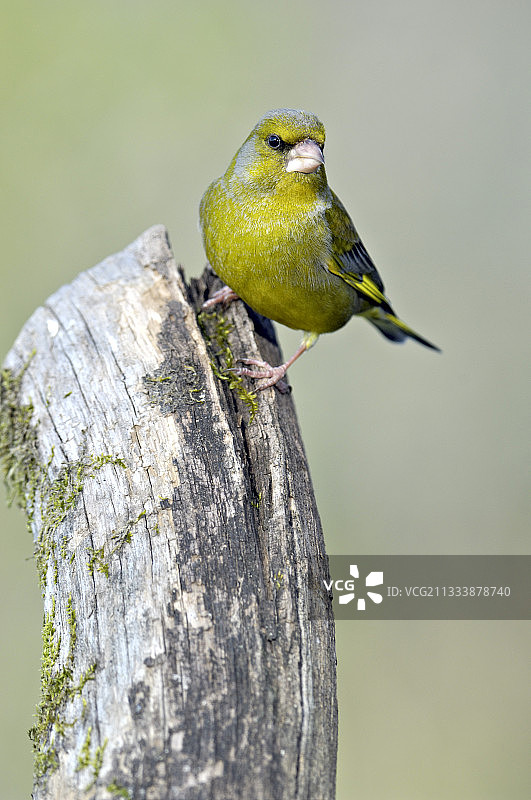 雄性绿雀在法国展示繁殖羽图片素材