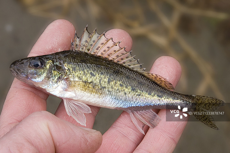 汝夫鱼 法国弗朗什-孔泰展示图片素材