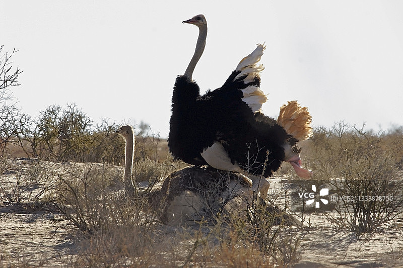 南非卡拉哈迪国家公园的鸵鸟交配图片素材