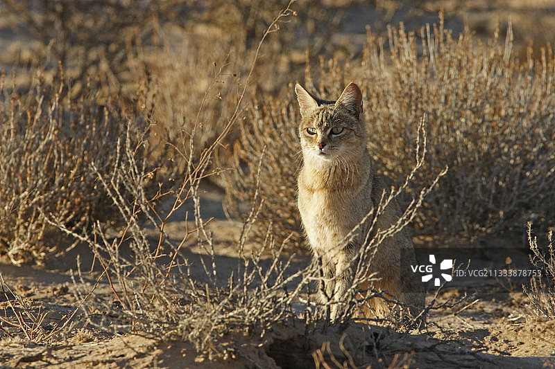 非洲野猫卡格拉格帝国家公园图片素材