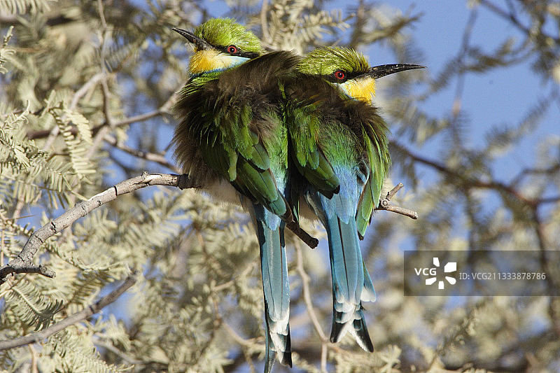 卡拉哈迪国家公园树枝上的燕尾蜂虎图片素材