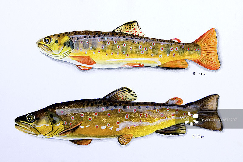 丙烯颜料绘画技巧 - 作者：Bruno Mathieu图片素材