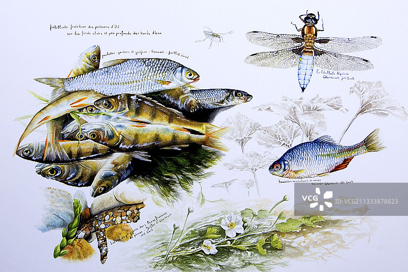 丙烯颜料技巧：作者：布鲁诺·马蒂厄图片素材