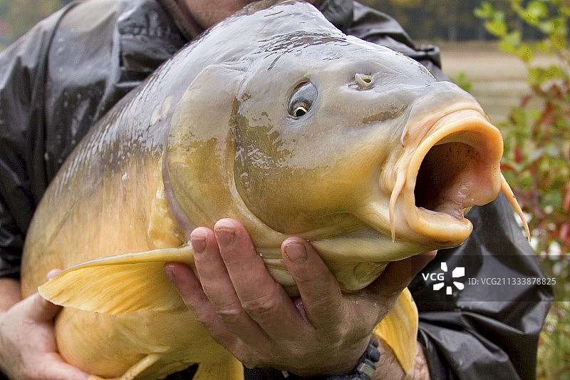 用于捕捞的大鲤鱼的繁殖和生产图片素材