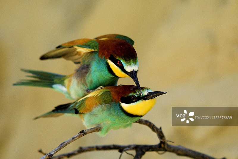 奥地利境内的欧洲蜂虎交配场景图片素材