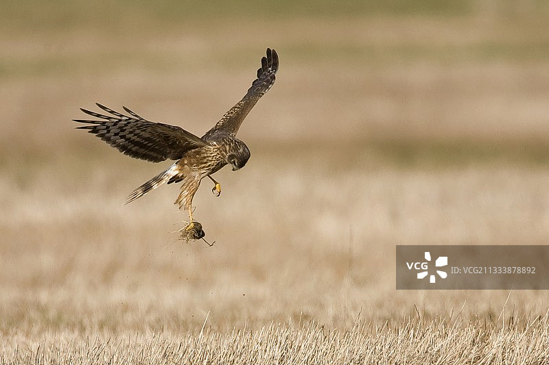 在法国冬季捕食的年轻鹞图片素材