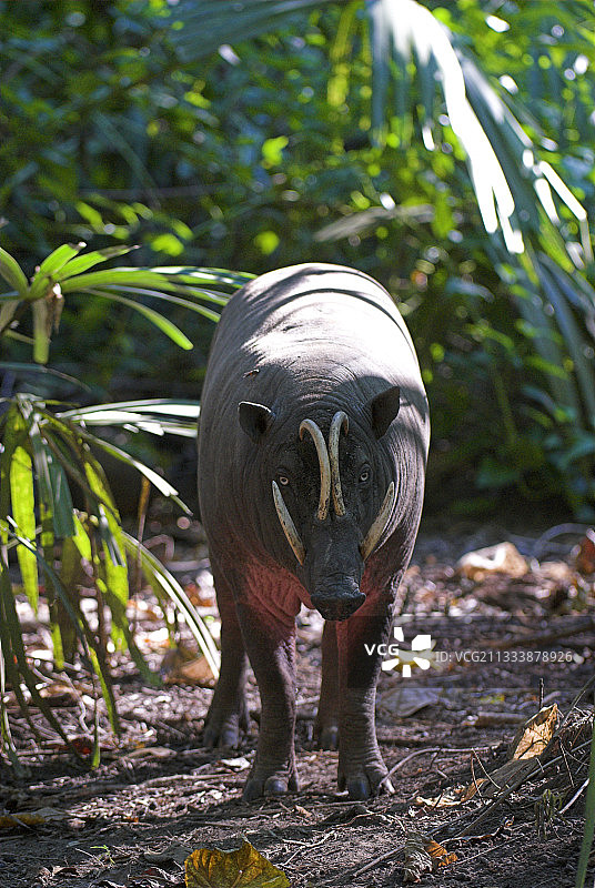 雄性鹿豚，苏拉威西岛洛雷林都国家公园图片素材