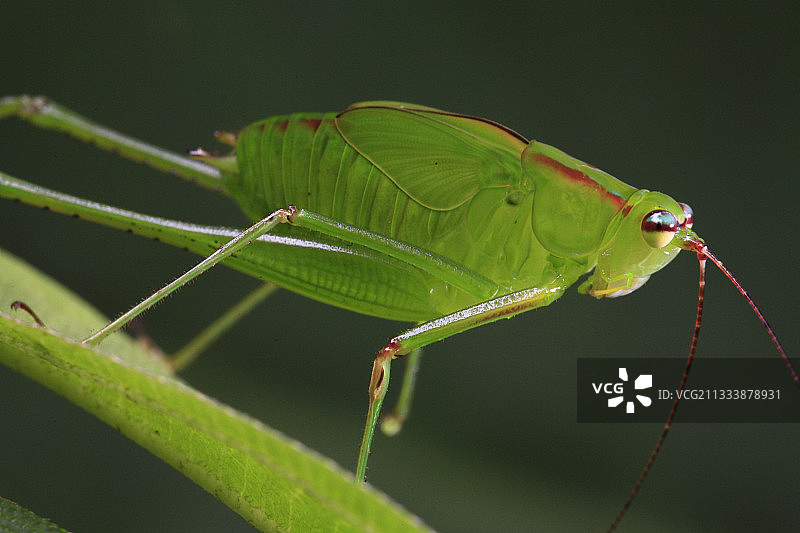 苏门答腊雨林中的叶蝗肖像图片素材