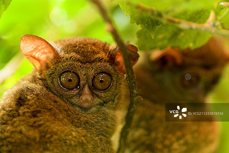 栖息在苏拉威西树上的两只眼镜猴图片素材