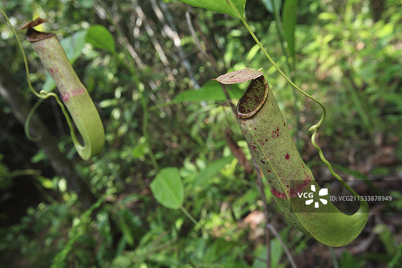 印度尼西亚苏门答腊岛的猪笼草图片素材