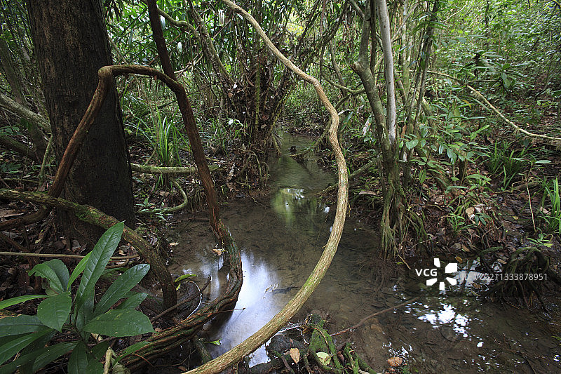 way Kambas国家公园亚热带灌木丛中的小溪图片素材