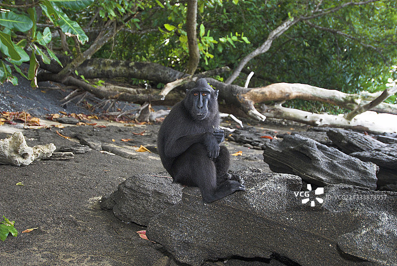 坐在苏拉威西岛岩石上的凤头猕猴图片素材