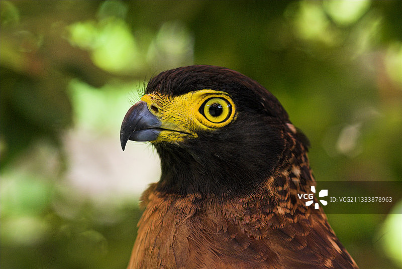 苏拉威西凤头蛇雕肖像图片素材