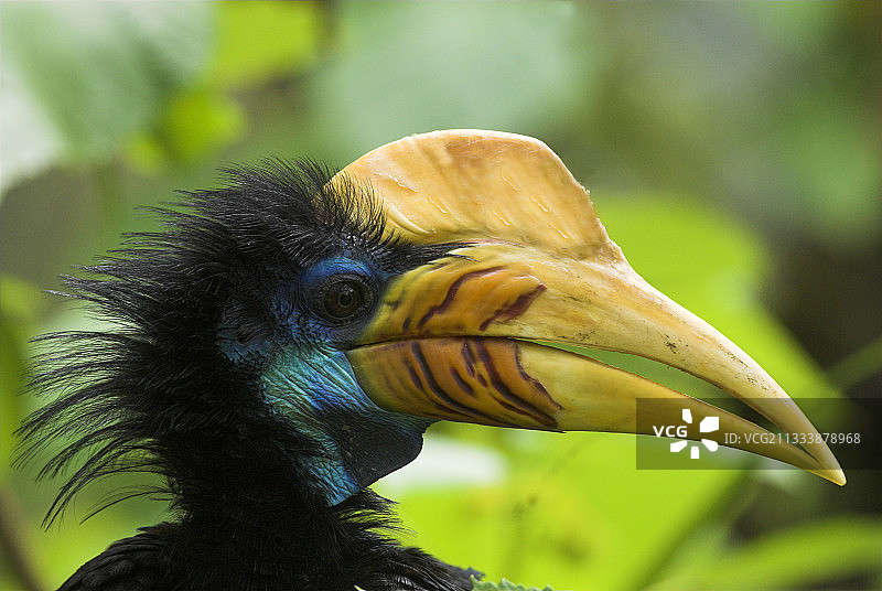 栖息在苏拉威西岛树枝上的红蓝鹦鹉图片素材