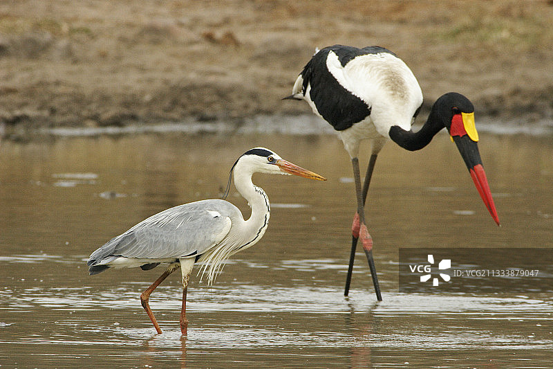 克鲁格国家公园水中的苍鹭和鞍嘴鹳图片素材
