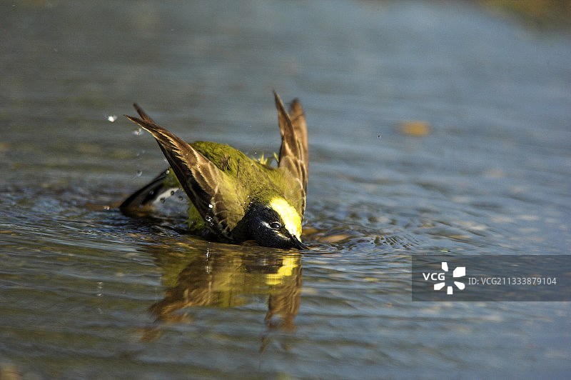 在水坑中沐浴的黄鹡鸰（奥地利）图片素材