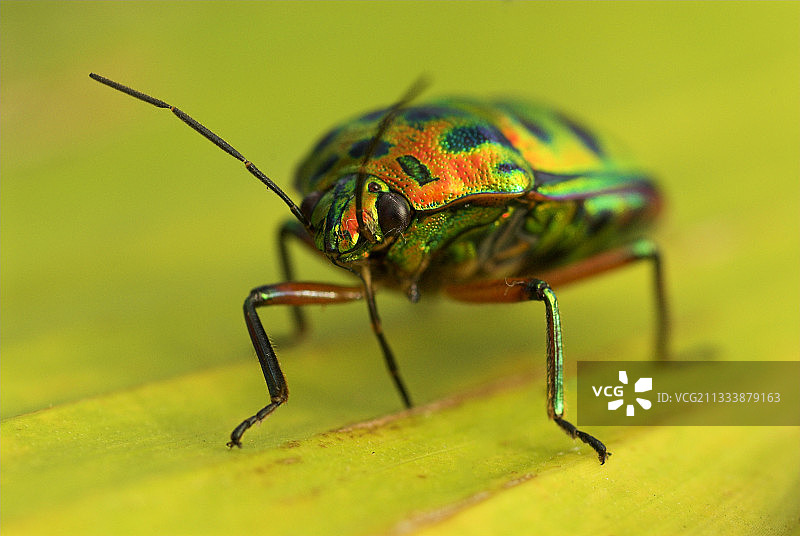 苏拉威西岛的彩色昆虫肖像图片素材