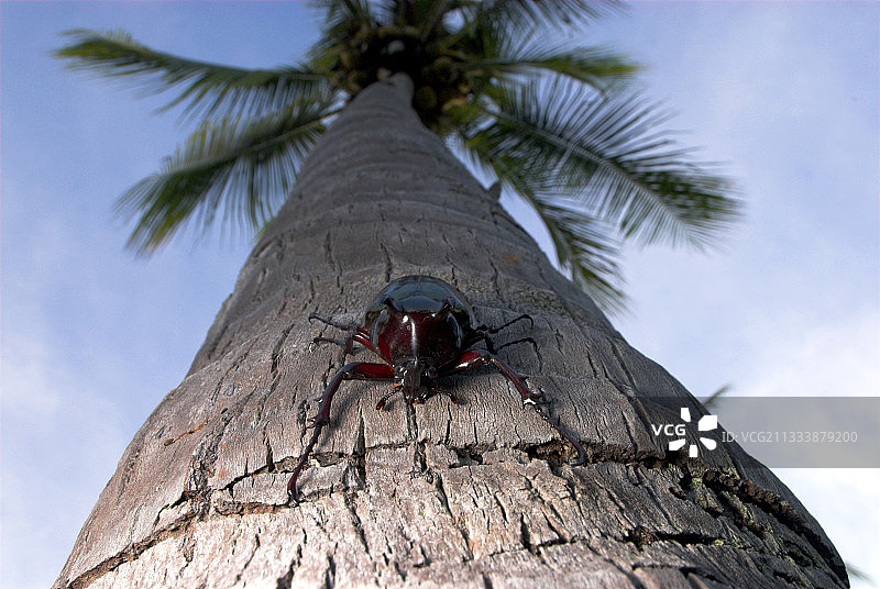 苏拉威西岛棕榈树干上的犀牛甲虫图片素材
