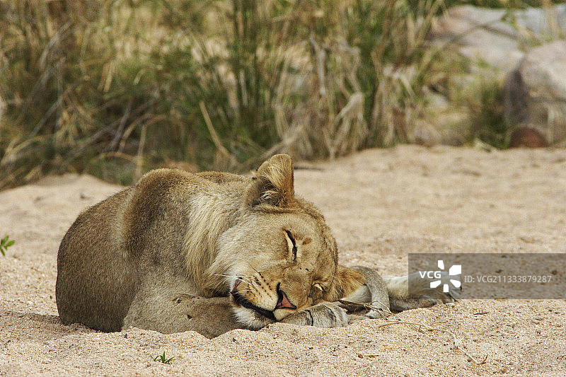 南非克鲁格国家公园的睡狮图片素材