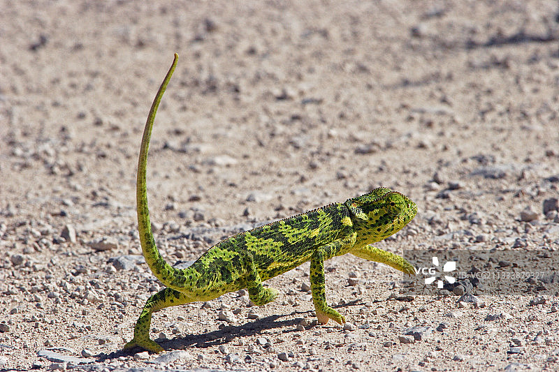 埃托沙国家公园的变色龙图片素材