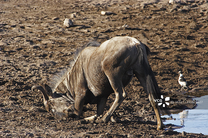 埃托沙国家公园：蓝色角马在地上蹭痒图片素材