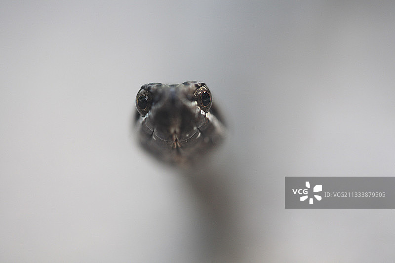 山林中雾气中的蛇头图片素材