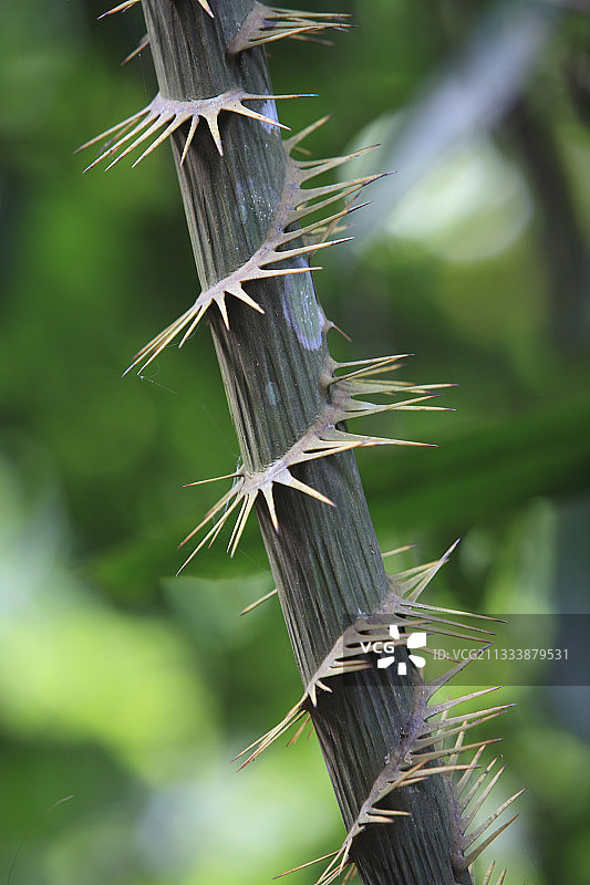 苏门答腊岛勒user山国家公园的热带雨林藤蔓植物图片素材