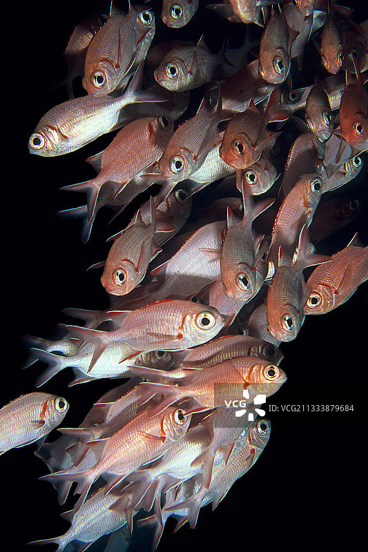 一群松球鱼在马尔代夫图片素材