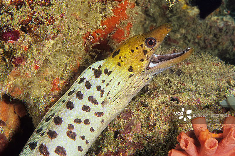马尔代夫的黄边海鳝图片素材