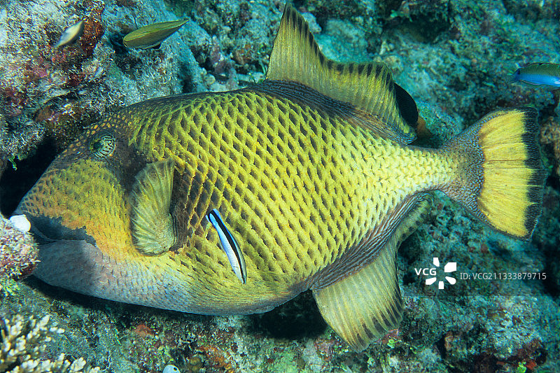 马尔代夫的巨型炮弹鱼图片素材