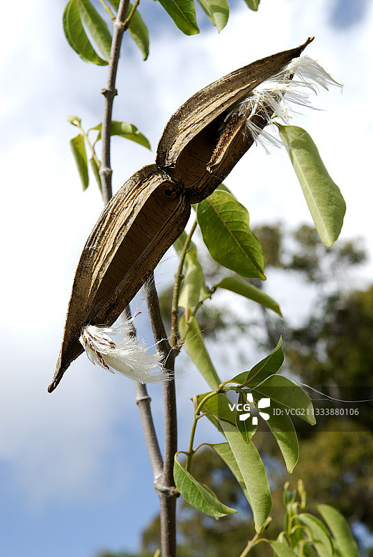 南省敦比亚的马角图片素材