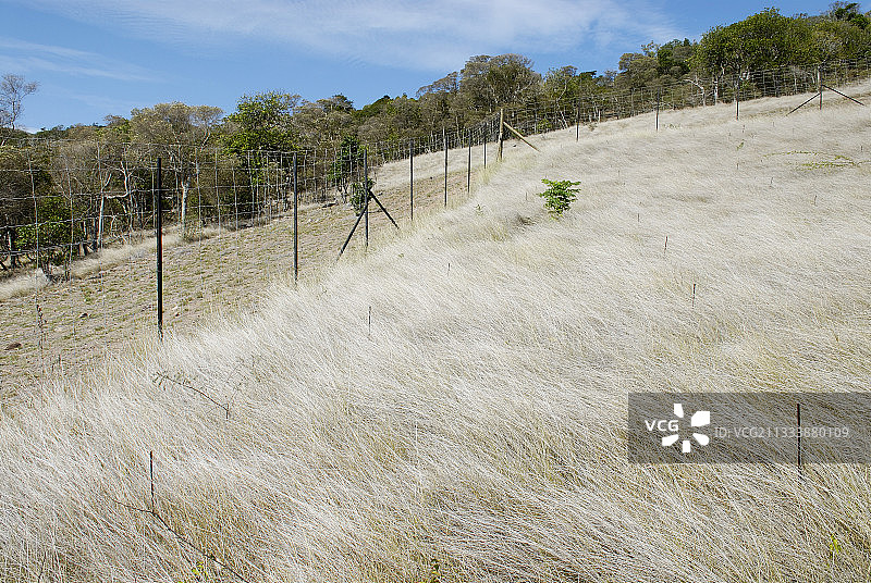 努美阿南部省马阿角图片素材