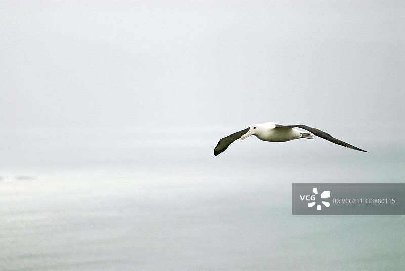 南半球唯一大陆繁殖地：奥塔哥半岛的信天翁图片素材