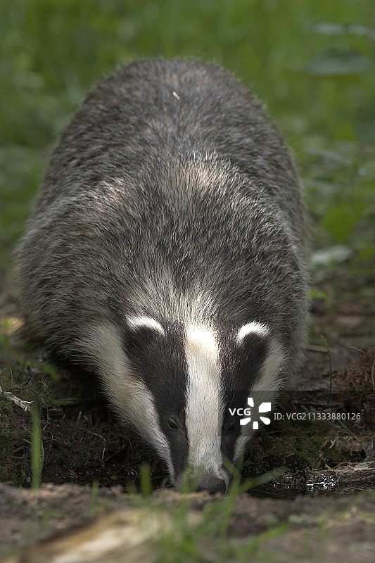 在法国水坑里饮水的欧洲獾图片素材