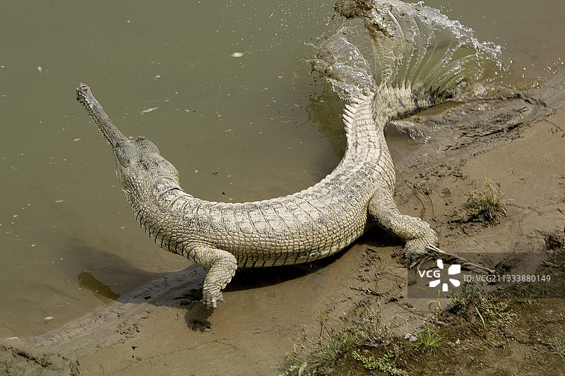雌性长吻鳄用尾巴拍打水面（奇特旺国家公园）图片素材