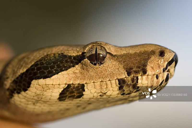 在瑞士洛桑一只年轻的红尾蚺肖像图片素材